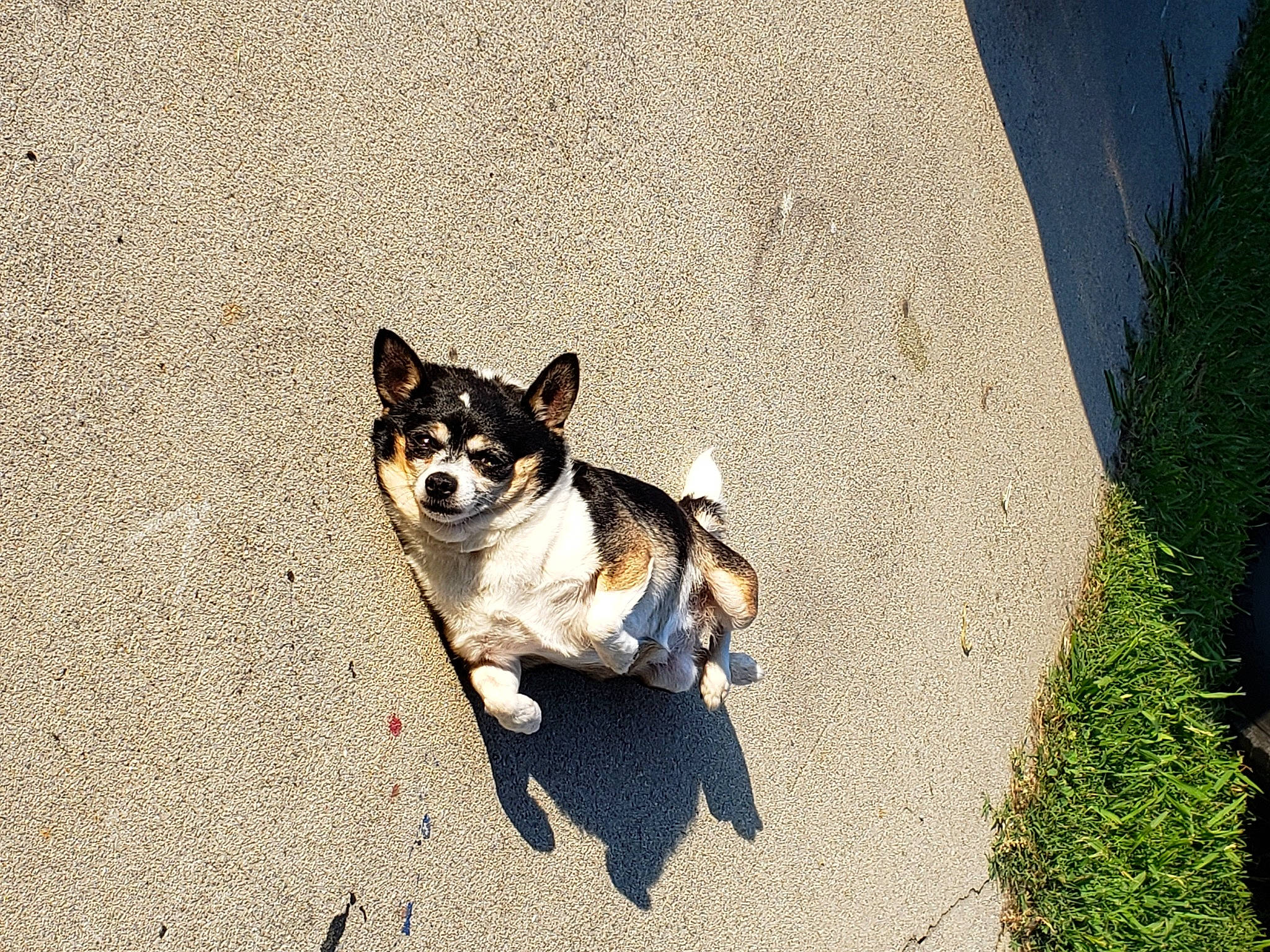 Snuggles is registered to the contest to win money with this photo: asphalt, carnivore, collar, companion_dog, dog, dog_breed, dog_supply, fawn, grass, leash, paw, pet_supply, plant, road, road_surface, snout, tail, toy_dog, vertebrate, working_animal