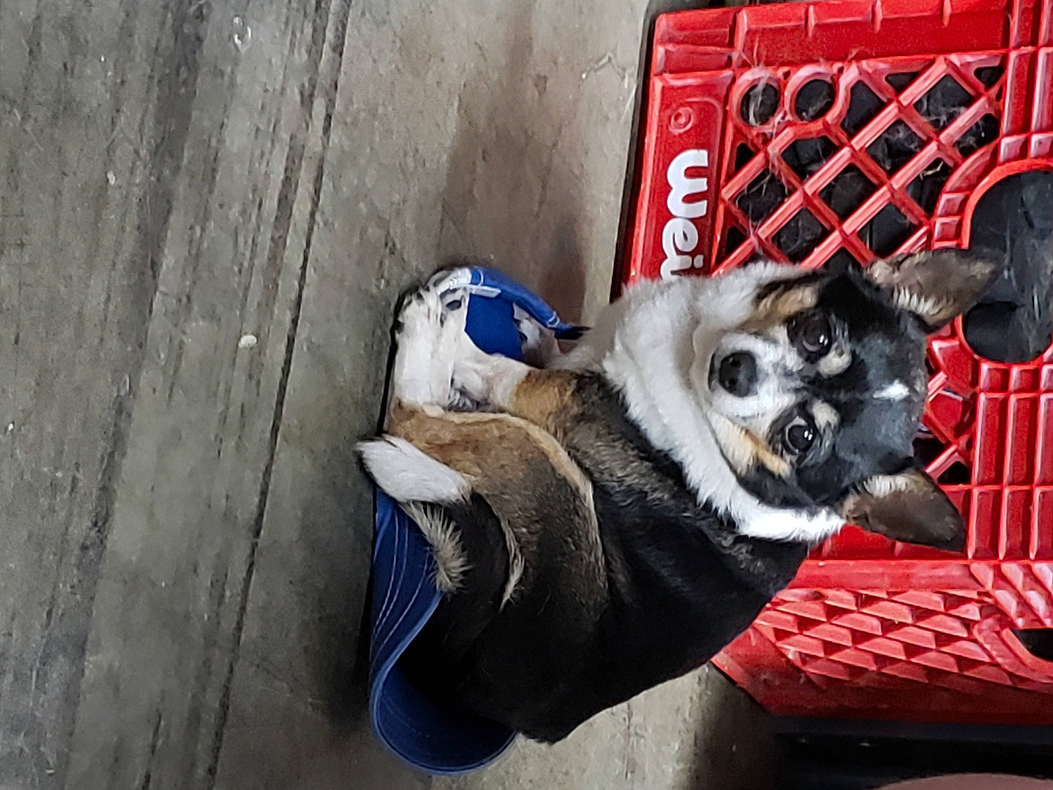 Snuggles is registered to the contest to win money with this photo: animal_shelter, art, auto_part, automotive_tire, automotive_wheel_system, canidae, carnivore, collar, companion_dog, concrete, dog, dog_breed, dog_supply, electric_blue, fawn, pet_supply, road_surface, snout, sporting_group, street