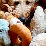 Isabella is registered to the contest to win money with this photo: animal, basket, brown, closeup, cozy, curly_fur, cute, dog, eye, green, indoors, nose, pet, playful, plush, resting, soft, stuffed_toy, texture, white