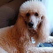 Isabella joined the competition — help win amazing prizes! animal, apricot, blanket, canine, collar, companion, cozy, curly_fur, cute, dog, furniture, groomed, indoors, pet, poodle, portrait, relaxed, resting, tag, window