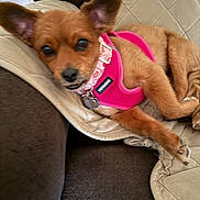 Honey is registered to the contest to win money with this photo: dog, small_dog, pet, pink_harness, couch, indoor, relaxed, ears, fur, canine, animal, looking, resting, comfortable, domestic, closeup, mammal, cute, collar, tag