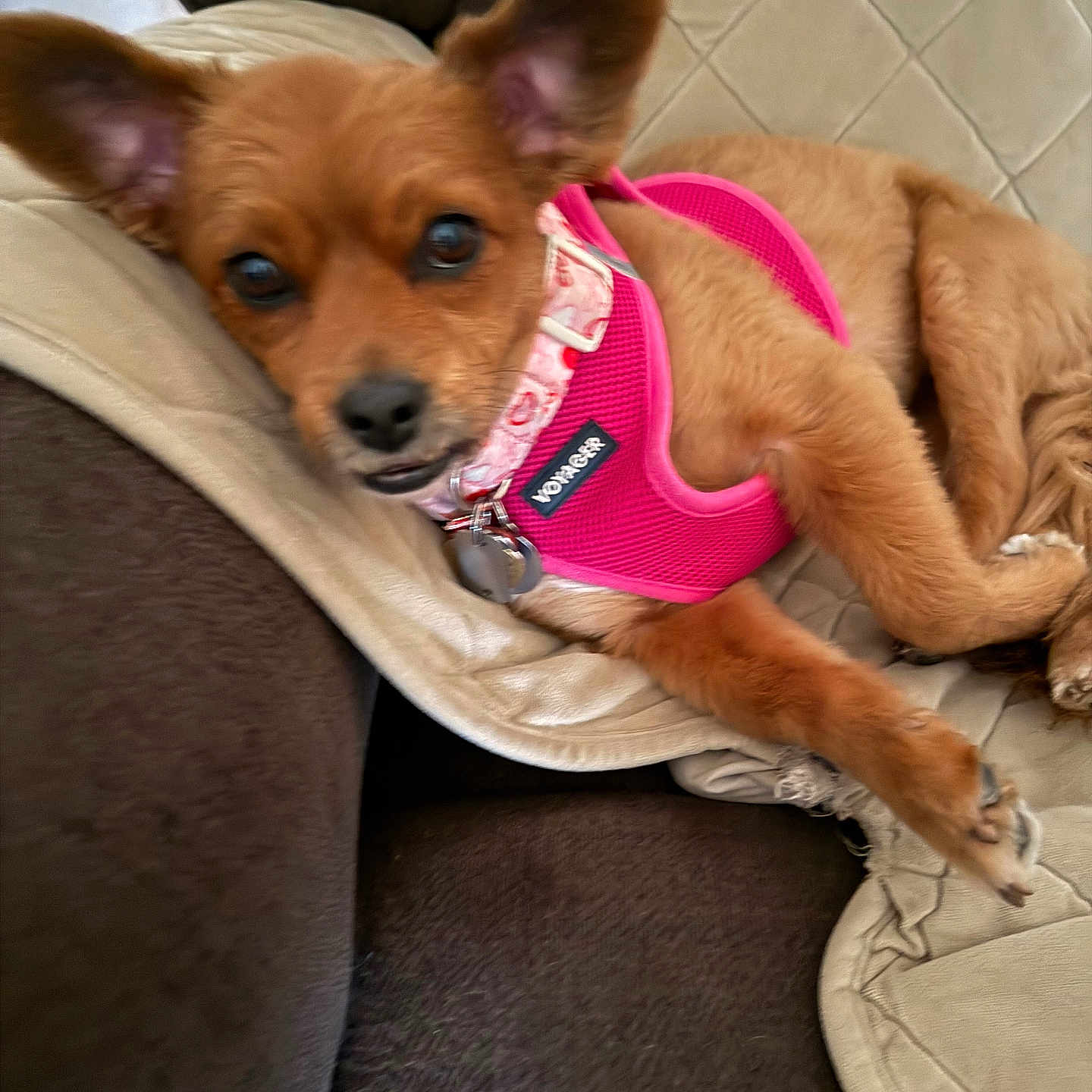Honey is registered to the contest to win money with this photo: dog, small_dog, pet, pink_harness, couch, indoor, relaxed, ears, fur, canine, animal, looking, resting, comfortable, domestic, closeup, mammal, cute, collar, tag