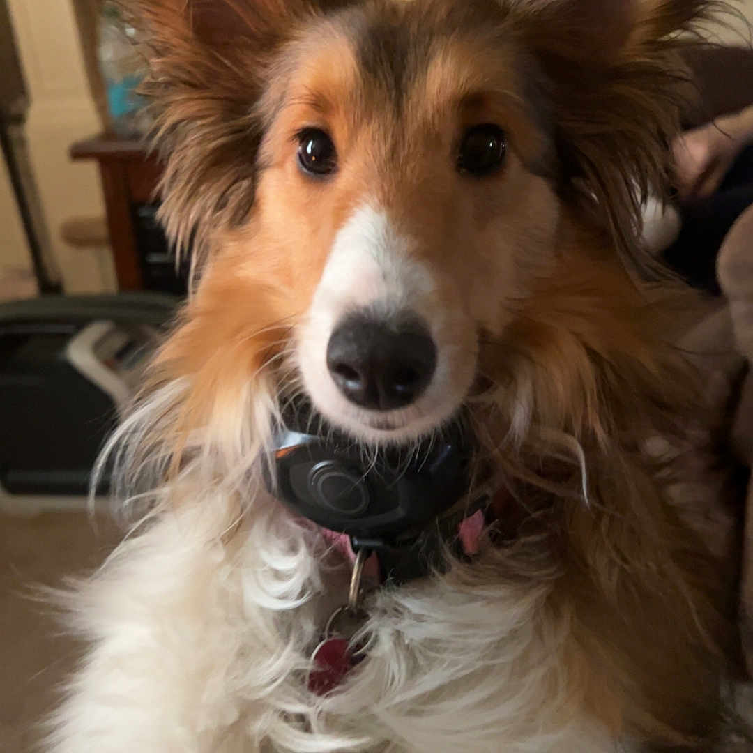 Midge joined the competition — help win amazing prizes! dog, pet, fluffy, ears, indoor, staircase, collar, fur, portrait, closeup, canine, animal, cute, domestic, brown, white, black, face, looking, home