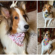 Molly joined the competition — help win amazing prizes! animal, bandana, black, brown, canine, carpet, cute, decor, dog, ears, eyes, fur, indoor, long_hair, nose, pet, portrait, sitting, white, wooden_furniture