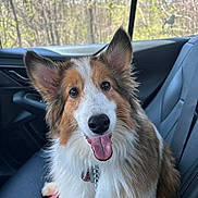 Molly is registered to the contest to win money with this photo: dog, pet, car_interior, seat, happy, tongue_out, fluffy, ears, collar, window, sunlight, nature_outside, seatbelt, animal, companion, canine, transportation, smiling, fur, domestic_animal