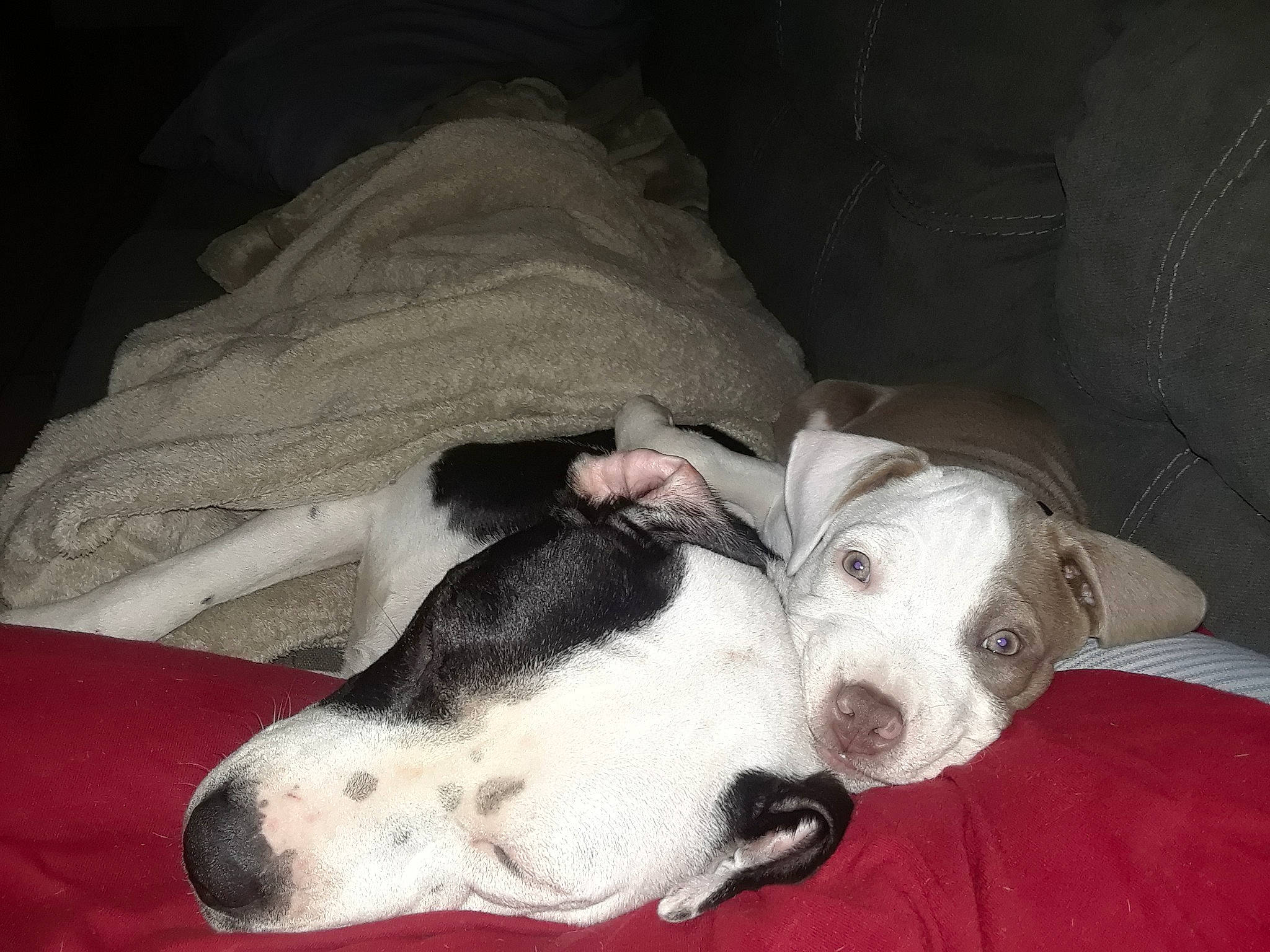 Skyla Lynn is registered to the contest to win money with this photo: canidae, carnivore, dog, dog_breed, mammal, non_sporting_group, pit_bull, pointer, snout, sporting_group, vertebrate