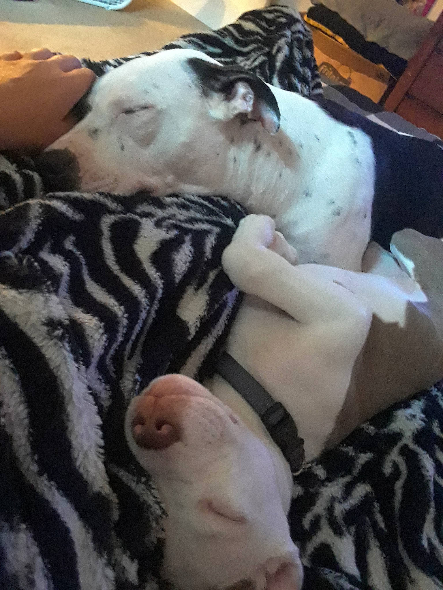 Skyla Lynn joined the competition — help win amazing prizes! american_bulldog, boston_terrier, canidae, carnivore, companion_dog, dog, dog_breed, fawn, french_bulldog, great_dane, leg, non_sporting_group, pit_bull, snout, sporting_group