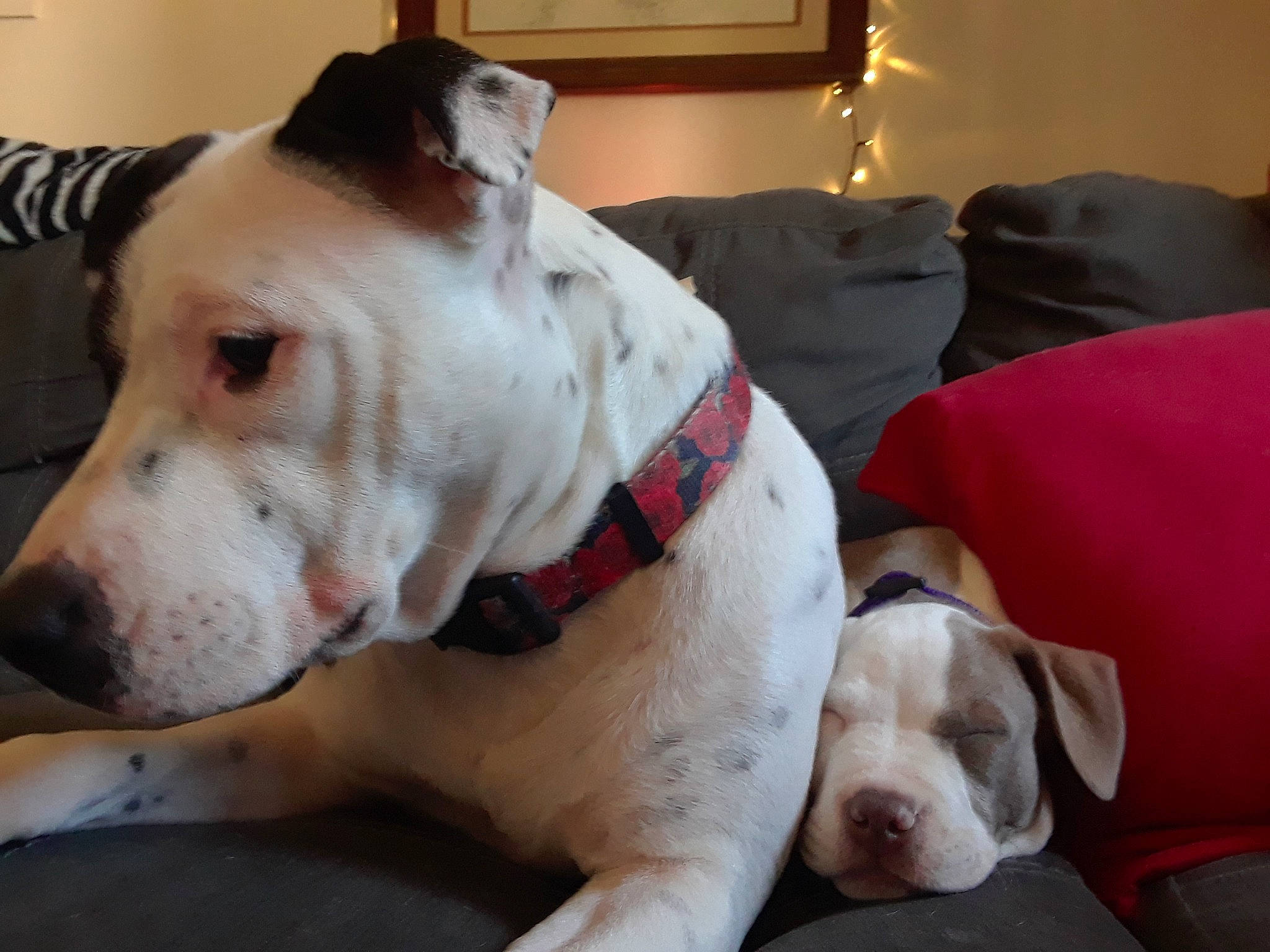 Skyla Lynn is registered to the contest to win money with this photo: american_bulldog, bulldog, bully_kutta, canidae, carnivore, cordoba_fighting_dog, dog, dog_breed, dogo_argentino, dogo_guatemalteco, mammal, non_sporting_group, nose, pit_bull, puppy_love, rare_breed_dog, snout, sporting_group, valley_bulldog, vertebrate