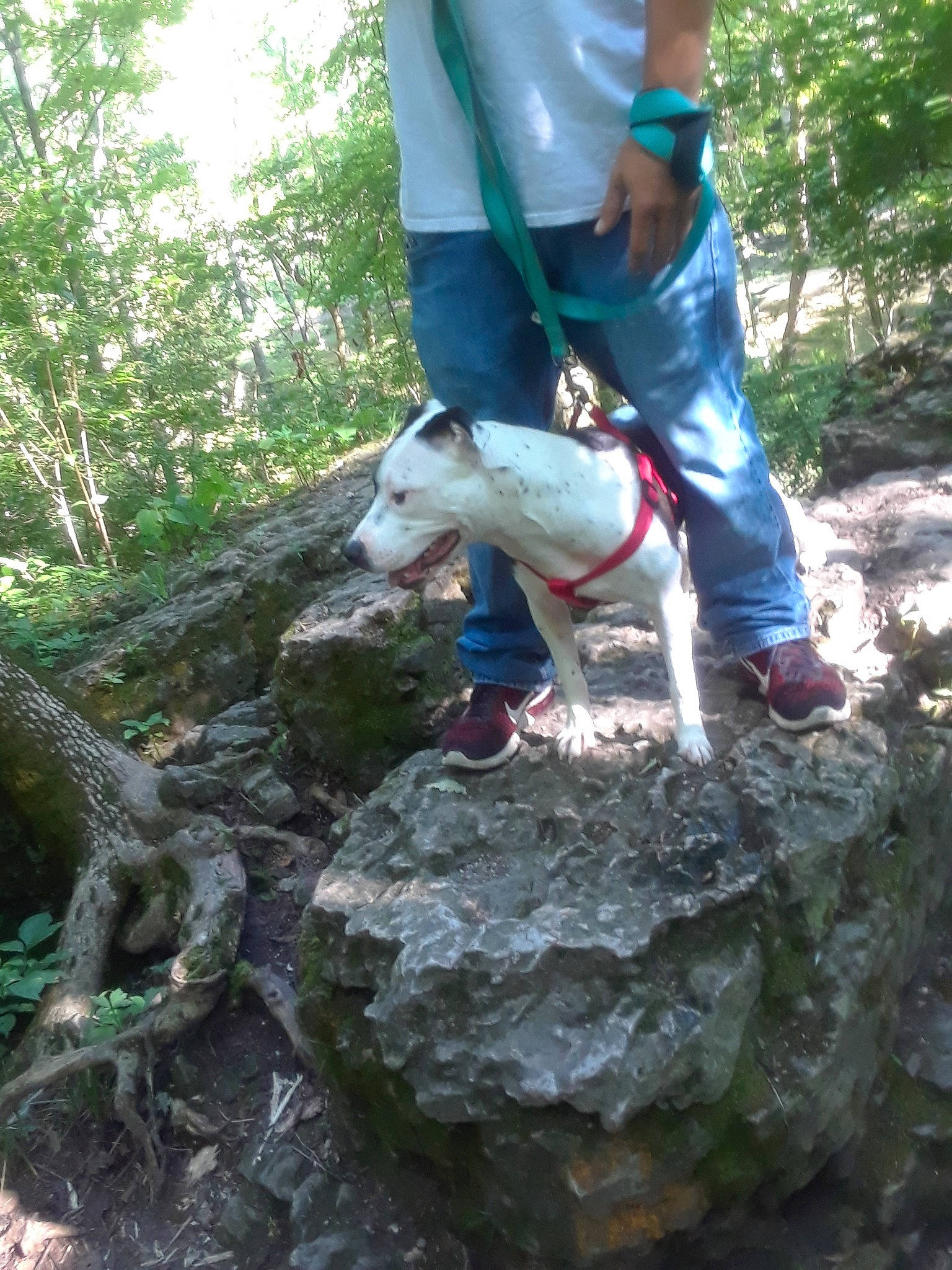 Rose Mae joined the competition — help win amazing prizes! adventure, canidae, fawn, forest, jungle, non_sporting_group, recreation, rock, soil, sporting_group, trail