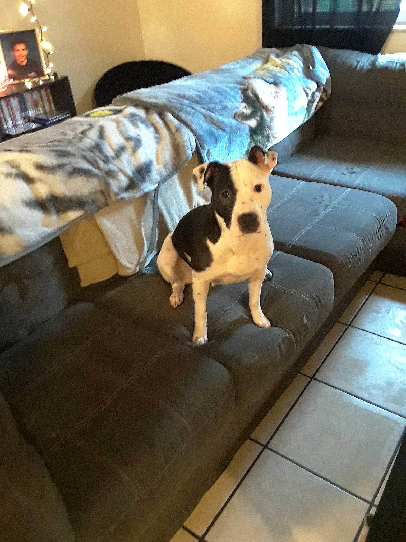 Rose Mae is registered to the contest to win money with this photo: canidae, carnivore, companion_dog, couch, dog, dog_breed, fawn, floor, flooring, furniture, mammal, rat_terrier