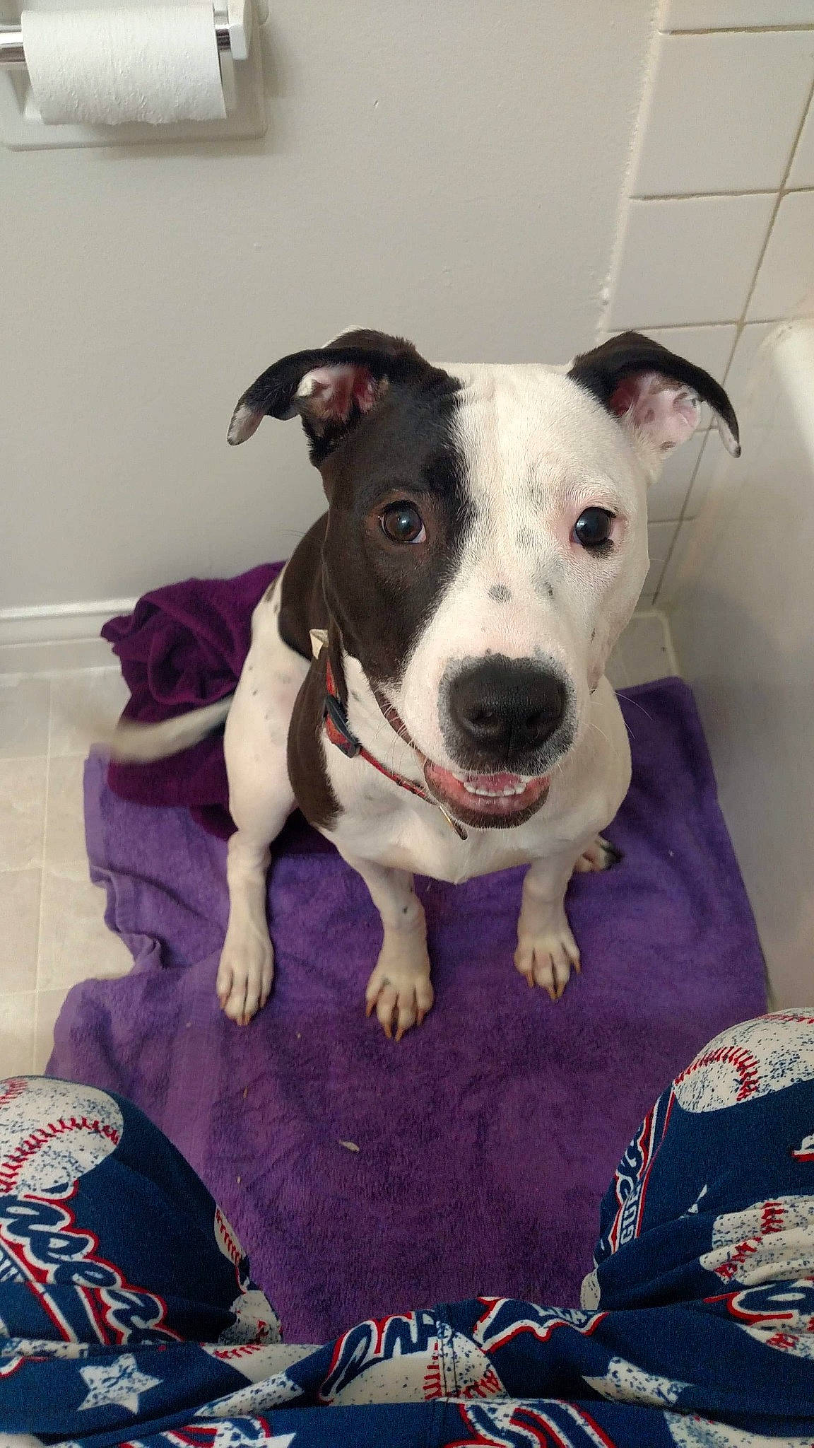 Rose Mae joined the competition — help win amazing prizes! american_pit_bull_terrier, american_staffordshire_terrier, bull_and_terrier, canidae, carnivore, companion_dog, dog, dog_breed, fawn, mammal, non_sporting_group, old_english_terrier, pit_bull, rare_breed_dog, snout, staffordshire_bull_terrier, terrier, vertebrate