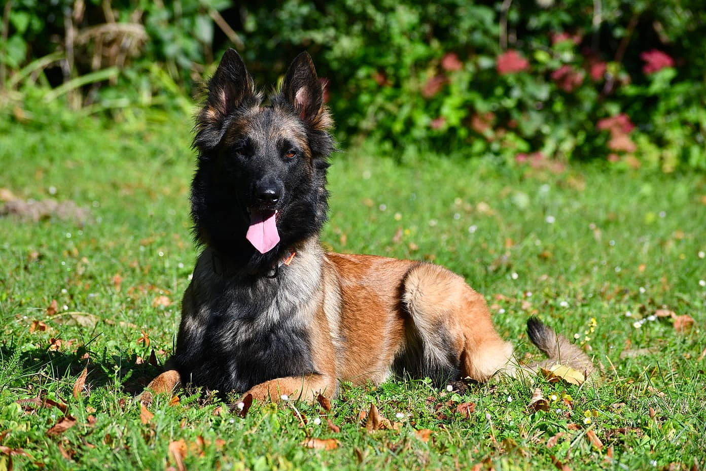 Plume a rejoint le concours — aidez-le/la à gagner de superbes lots ! canidae, carnivore, companion_dog, dog, dog_breed, dog_supply, east_european_shepherd, fawn, grass, groundcover, guard_dog, herding_dog, king_shepherd, old_german_shepherd_dog, plant, snout, sporting_group, tail, wildlife, working_dog