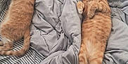 Eli joined the competition — help win amazing prizes! animal, bed, blanket, cat, comfort, cozy, cute, domestic, feline, fur, gray_bedding, indoor, lazy, orange_tabby, pet, relaxed, resting, sleeping, striped_bedding, stuffed_animal