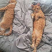 Eli is registered to the contest to win money with this photo: cat, orange_tabby, bed, blanket, stuffed_animal, striped_bedding, gray_bedding, sleeping, relaxed, indoor, pet, feline, cozy, comfort, resting, animal, fur, cute, lazy, domestic