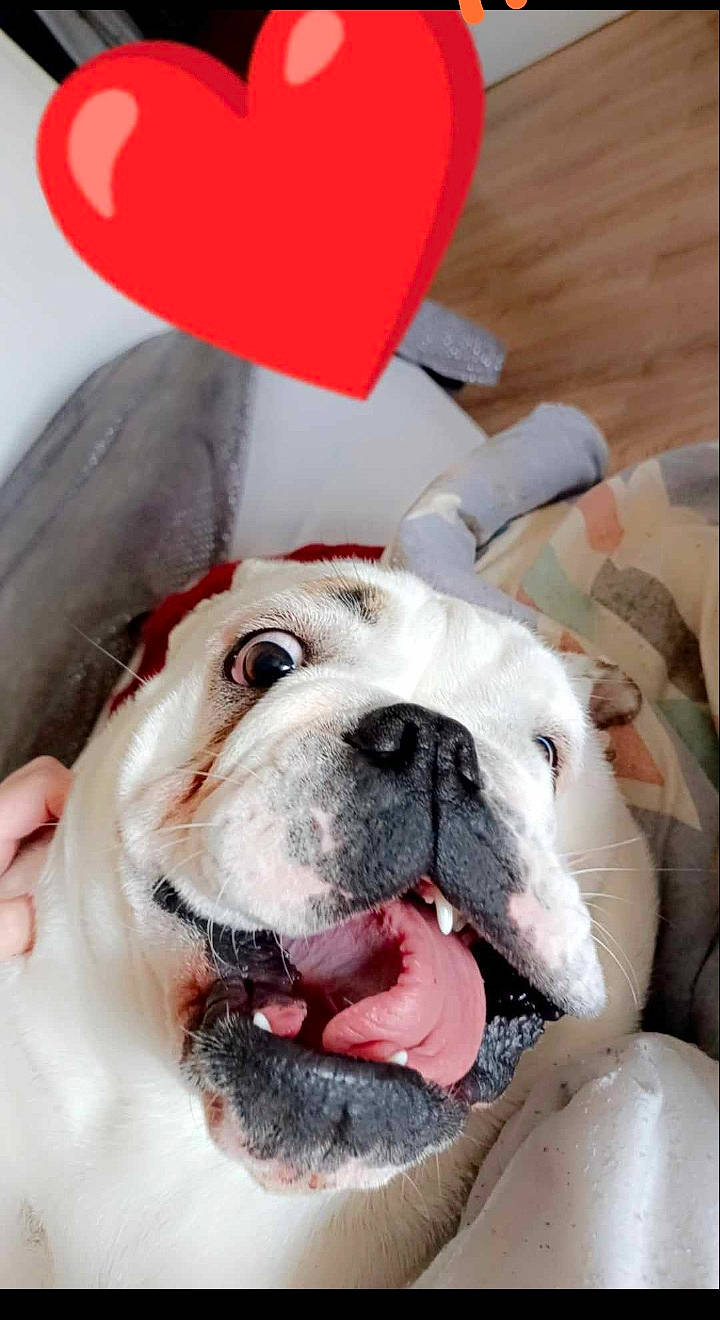 Ticky a rejoint le concours — aidez-le/la à gagner de superbes lots ! bulldog, carnivore, collar, comfort, companion_dog, dog, dog_breed, dog_collar, fawn, fur, non_sporting_group, snout, sporting_group, working_animal, working_dog, wrinkle