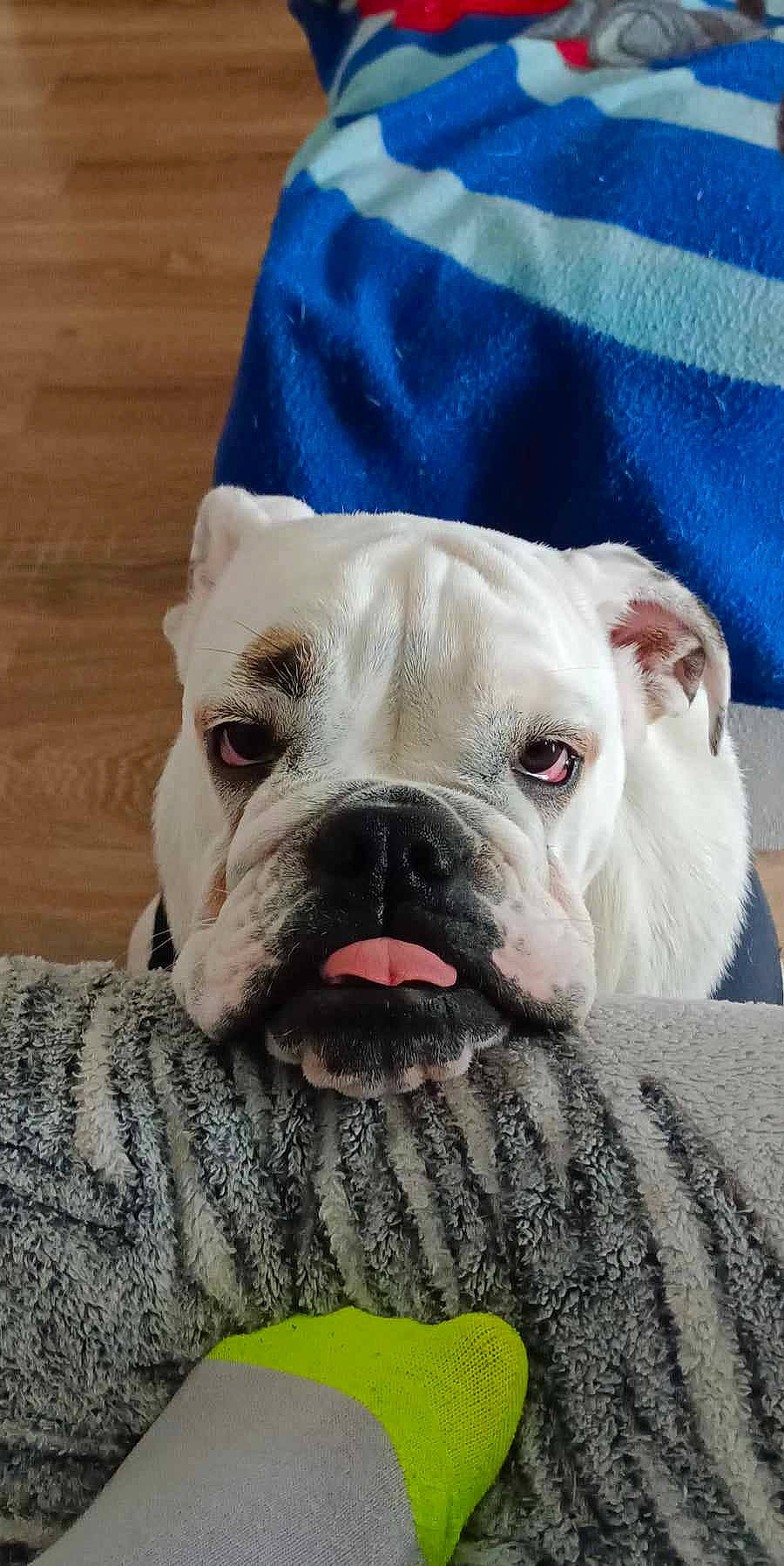 Ticky participe au concours pour gagner de l'argent avec cette photo : bulldog, canidae, carnivore, collar, comfort, companion_dog, dog, dog_breed, fawn, non_sporting_group, puppy, snout, sporting_group, terrestrial_animal, toy_dog, whiskers, white_english_bulldog, wood, working_animal, wrinkle