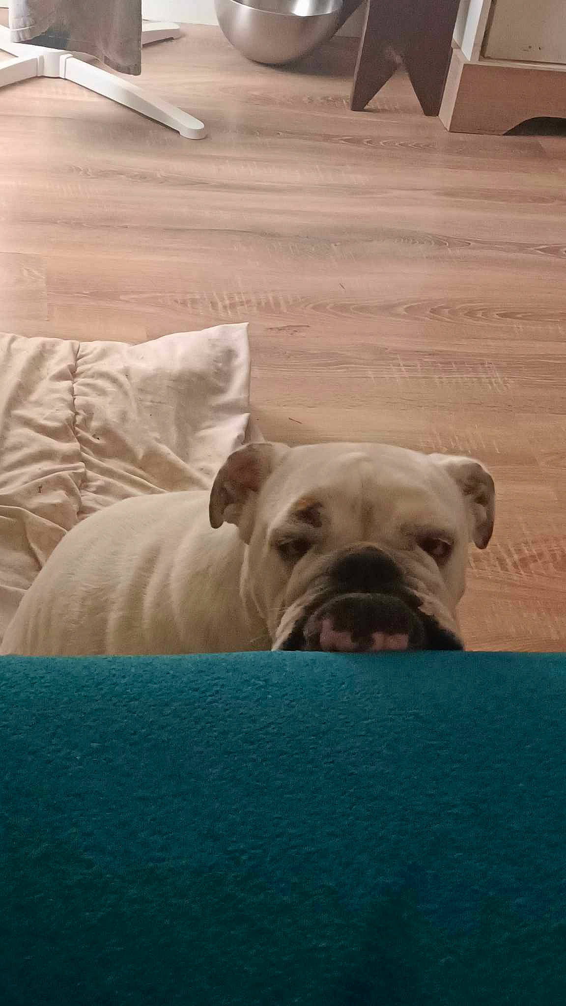 Ticky a rejoint le concours — aidez-le/la à gagner de superbes lots ! bulldog, canidae, carnivore, comfort, companion_dog, dog, dog_breed, fawn, flooring, hardwood, molosser, snout, sporting_group, terrestrial_animal, toy_dog, whiskers, white_english_bulldog, wood, working_animal, wrinkle