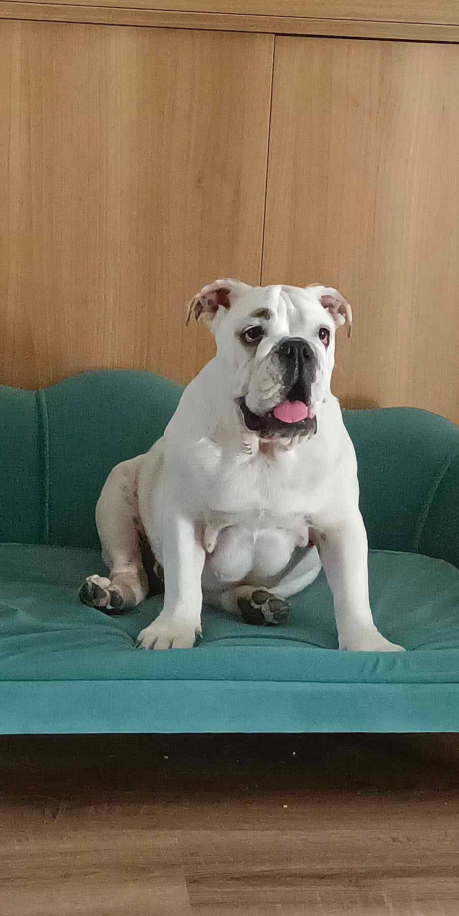 Ticky participe au concours pour gagner de l'argent avec cette photo : bulldog, canidae, carnivore, collar, companion_dog, couch, dog, dog_breed, dog_collar, fawn, molosser, paw, rectangle, snout, sporting_group, tail, window, working_animal, working_dog, wrinkle