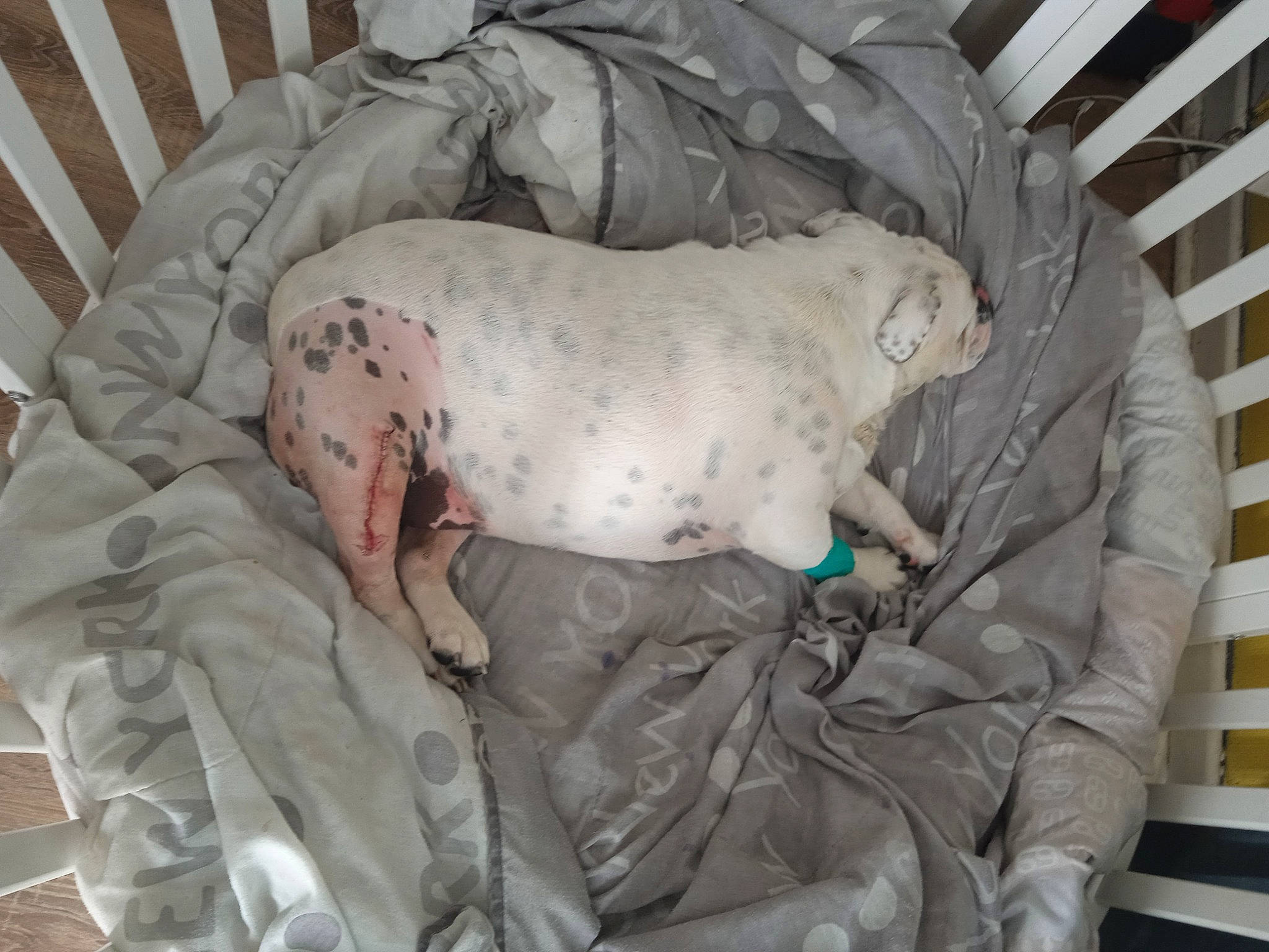 Ticky a rejoint le concours — aidez-le/la à gagner de superbes lots ! canidae, carnivore, comfort, companion_dog, dog, dog_breed, dogo_argentino, fawn, flesh, grey, linens, livestock, machine, nap, non_sporting_group, puppy, snout, sporting_group, terrestrial_animal, toy_dog