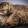 animal, cat, close_up, cute, domestic_cat, expression, feline, fluffy, fur, grumpy, indoor, long_hair, looking, mammal, pet, portrait, standing, studio_lighting, whiskers, yellow_eyes