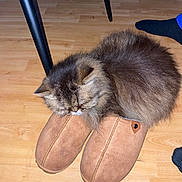 Issis a rejoint le concours — aidez-le/la à gagner de superbes lots ! animal, brown, cat, cozy, cute, domestic_animal, floor, fluffy, foot, footwear, furniture_leg, home, indoor, pet, relaxing, resting, sleeping, slippers, sock, wooden_floor