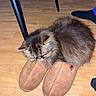 animal, brown, cat, cozy, cute, domestic_animal, floor, fluffy, foot, footwear, furniture_leg, home, indoor, pet, relaxing, resting, sleeping, slippers, sock, wooden_floor