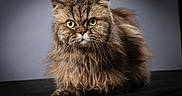 Issis a rejoint le concours — aidez-le/la à gagner de superbes lots ! alert, animal, animal_portrait, brown, cat, close_up, cute, domestic_cat, feline, fluffy, fur, indoor, long_hair, looking_at_camera, mammal, pet, portrait, studio_lighting, whiskers, yellow_eyes