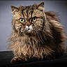 alert, animal, animal_portrait, brown, cat, close_up, cute, domestic_cat, feline, fluffy, fur, indoor, long_hair, looking_at_camera, mammal, pet, portrait, studio_lighting, whiskers, yellow_eyes