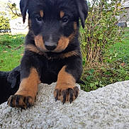 Athys a rejoint le concours — aidez-le/la à gagner de superbes lots ! adorable, animal, black_and_tan, bush, close_up, curious, cute, daylight, dog, fur, grass, nature, outdoor, paws, pet, playful, puppy, small, stone, young