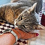 Jazz participe au concours pour gagner de l'argent avec cette photo : affection, bracelet, cat, closeup, ear, face, feline, gray_tabby, greenery, hand, indoor, nail_polish, person, pet, relaxed, resting, tablecloth, watch, whiskers, window