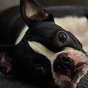 Lincoln is registered to the contest to win money with this photo: dog, black_and_white, close_up, pet, lying_down, face, fur, animal, eye, nose, whiskers, ears, curious, texture, soft_light, indoor, portrait, canine, resting, cute