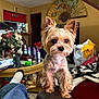 Tee Baby is registered to the contest to win money with this photo: dog, small_dog, indoor, living_room, couch, armrest, flowers, furniture, household_items, decor, pet, fur, brown, curious, cozy, blanket, table, plastic_bag, person_leg, casual
