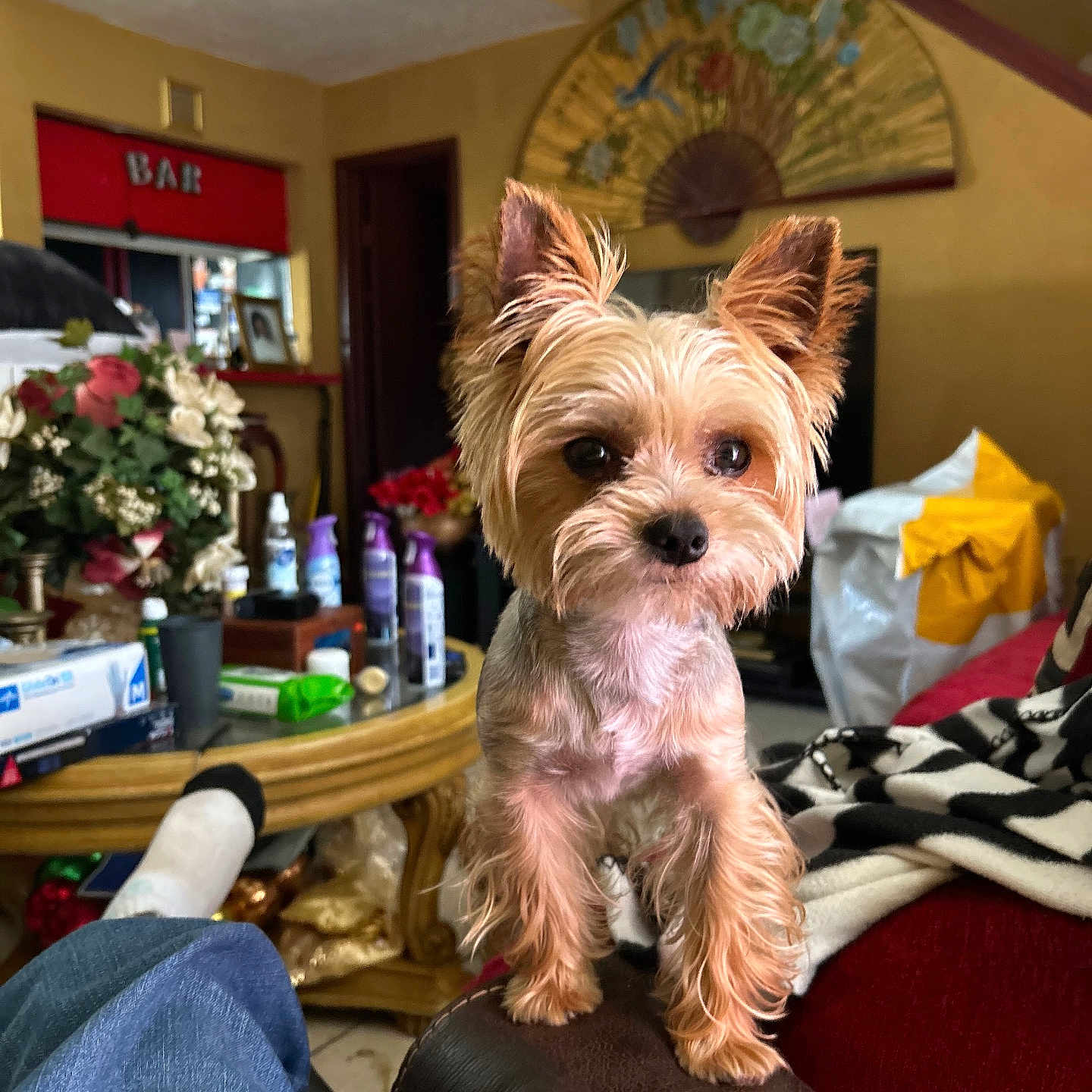 Tee Baby is registered to the contest to win money with this photo: armrest, blanket, brown, casual, couch, cozy, curious, decor, dog, flowers, fur, furniture, household_items, indoor, living_room, person_leg, pet, plastic_bag, small_dog, table