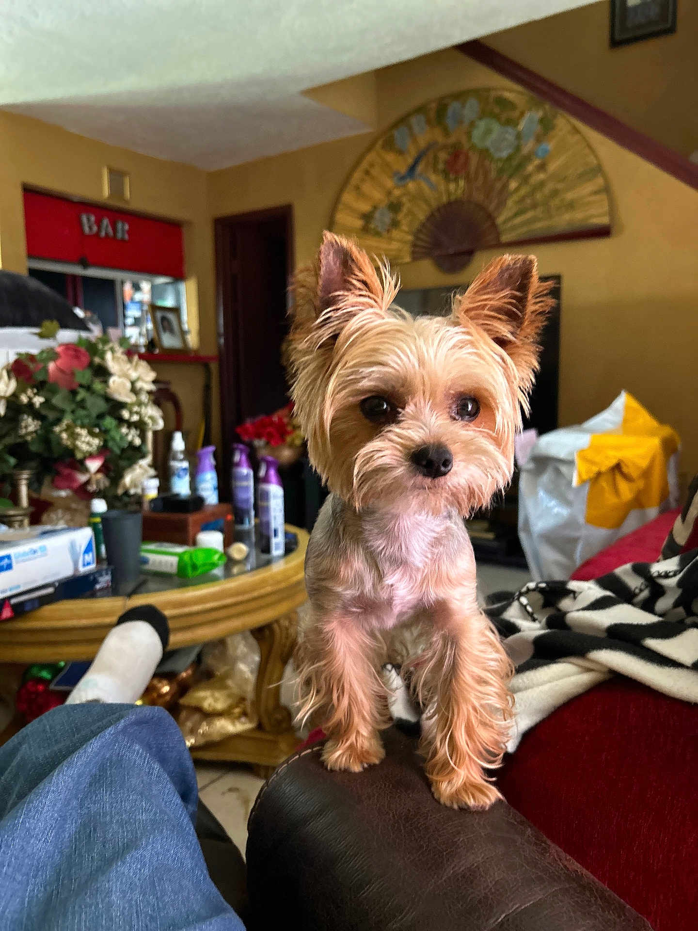 Tee Baby is registered to the contest to win money with this photo: dog, small_dog, indoor, living_room, couch, armrest, flowers, furniture, household_items, decor, pet, fur, brown, curious, cozy, blanket, table, plastic_bag, person_leg, casual