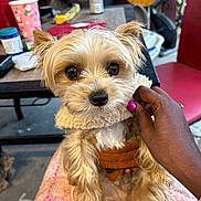 Tee Baby is registered to the contest to win money with this photo: dog, pet, small_dog, fluffy, brown_harness, beige_collar, hand, purple_nail_polish, pink_blanket, table, chair, fan, indoor, close_up, cute, animal, fur, domestic_animal, companionship, comfort