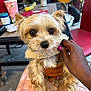 dog, pet, small_dog, fluffy, brown_harness, beige_collar, hand, purple_nail_polish, pink_blanket, table, chair, fan, indoor, close_up, cute, animal, fur, domestic_animal, companionship, comfort