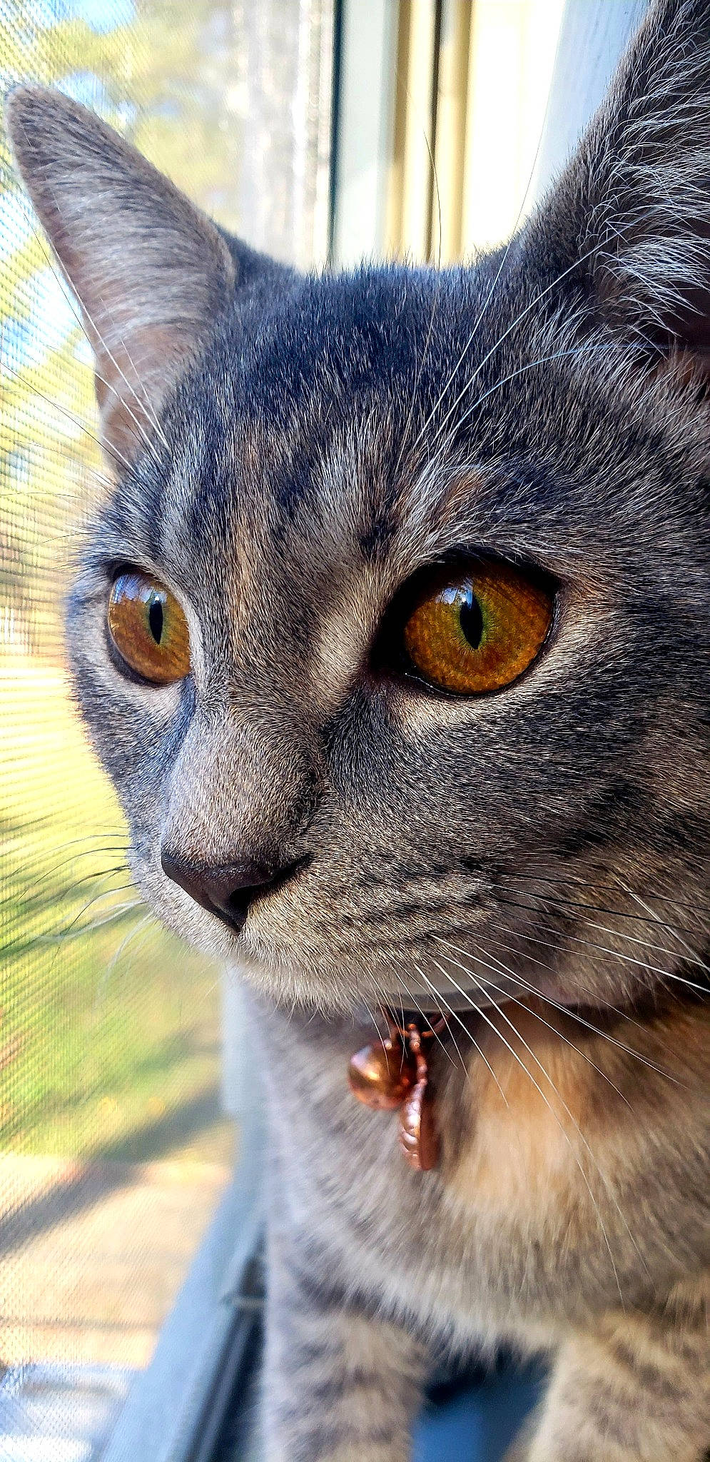 Bugsy is registered to the contest to win money with this photo: carnivore, cat, close_up, domestic_short_haired_cat, ear, electric_blue, felidae, fur, grass, human_body, iris, macro_photography, photography, plant, small_to_medium_sized_cats, snout, terrestrial_animal, tree, whiskers, wildlife