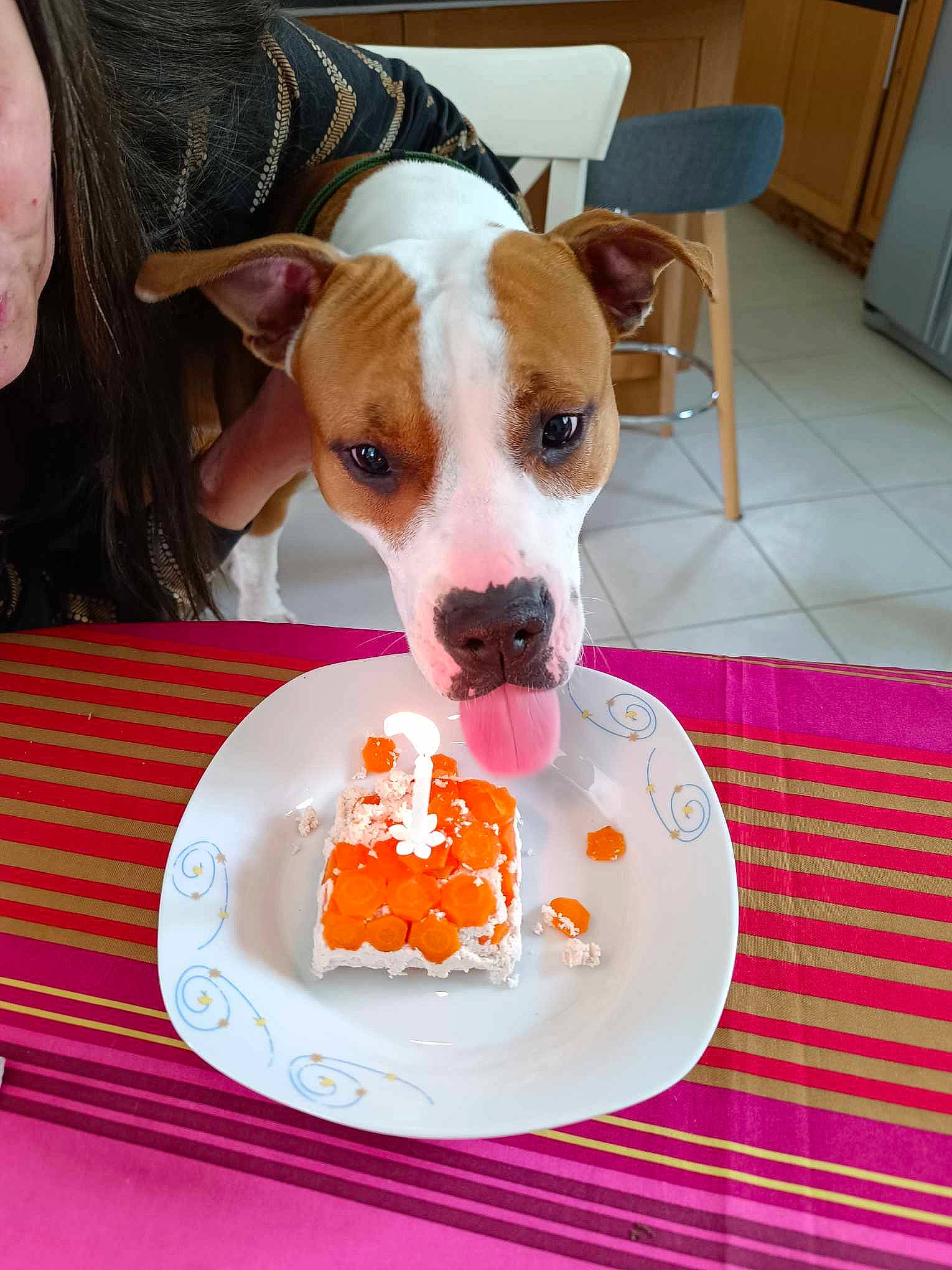 Urka a rejoint le concours — aidez-le/la à gagner de superbes lots ! cabinetry, carnivore, chest_of_drawers, companion_dog, cuisine, dish, dishware, dog, dog_breed, dog_supply, drawer, fawn, food, hardwood, ingredient, plate, serveware, sporting_group, table, tableware