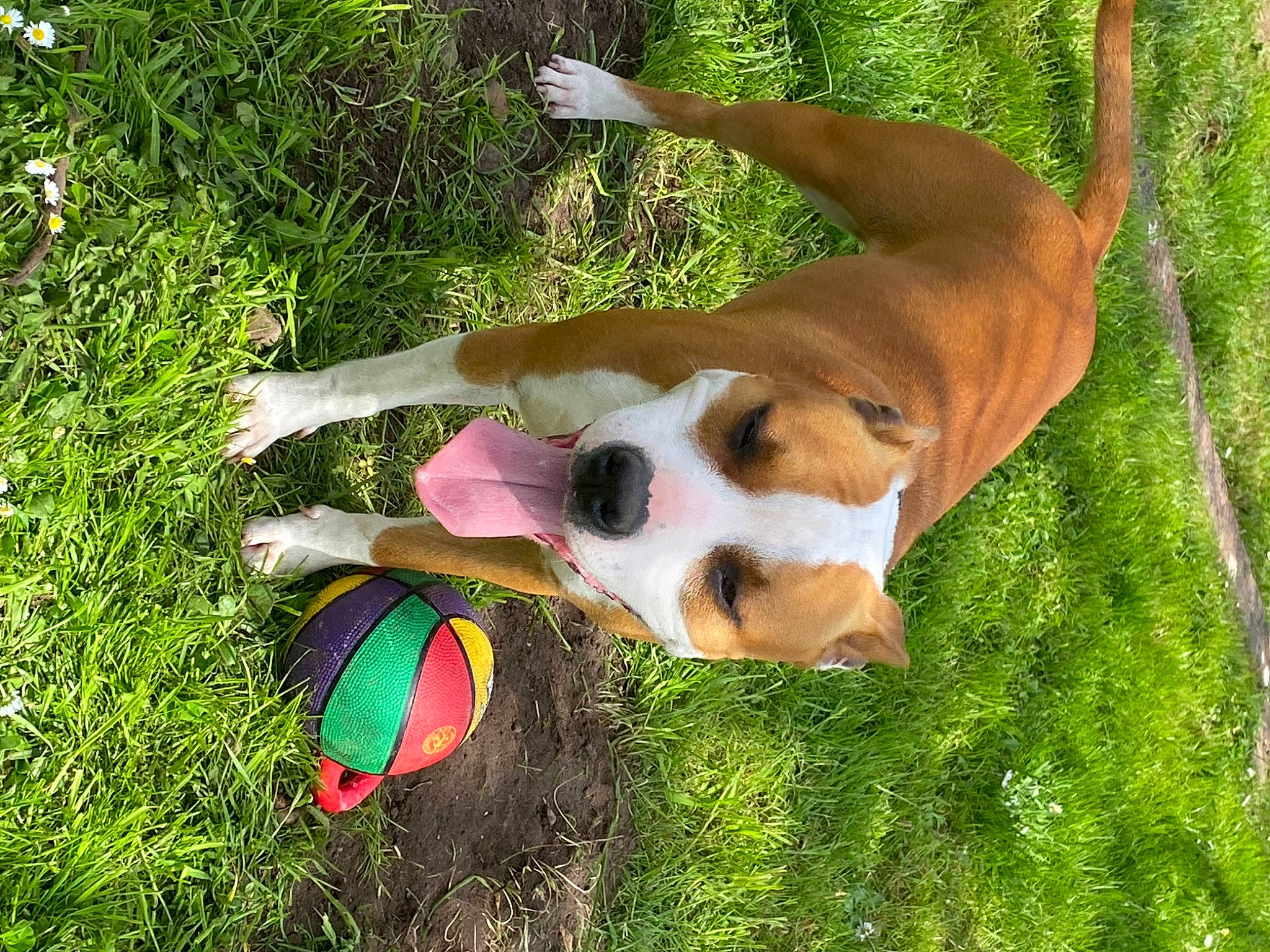 Urka a rejoint le concours — aidez-le/la à gagner de superbes lots ! ball, canidae, carnivore, companion_dog, dog, dog_breed, dog_supply, doghouse, fawn, fun, grass, happy, hound, leisure, people_in_nature, plant, snout, sporting_group, toy, working_animal