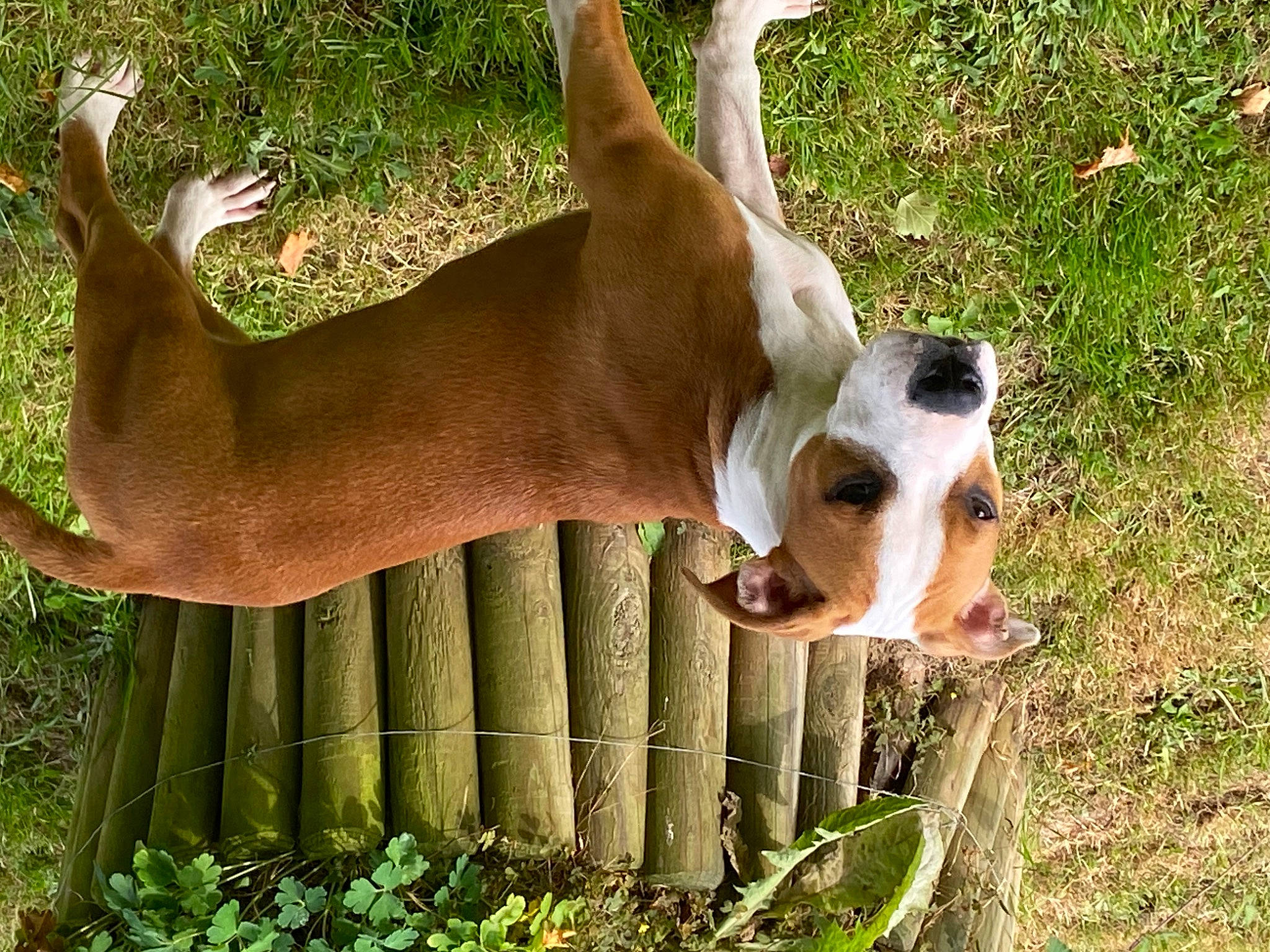 Urka participe au concours pour gagner de l'argent avec cette photo : ancient_dog_breeds, canidae, carnivore, companion_dog, dog, dog_breed, dog_supply, fawn, grass, hunting_dog, liver, non_sporting_group, plant, snout, sporting_group, tail, terrestrial_animal, working_animal