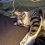 animal, blanket, cat, comfort, couch, cozy, cute, feline, fur, home, indoor, laying, paw, pet, relaxed, resting, sleepy, striped, tabby, whiskers