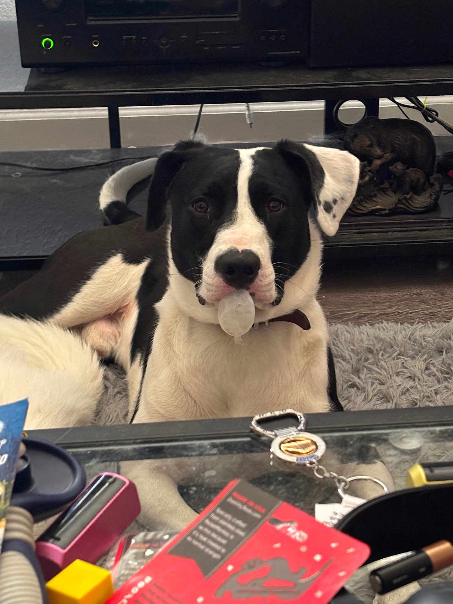 Rocket joined the competition — help win amazing prizes! dog, black_and_white, indoor, carpet, glass_table, keychain, cards, electronic_device, shelf, decorative_sculpture, curious_expression, pet, muzzle, collar, floor, living_room, fur, lying_down, household_items, close_up