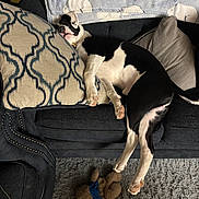 Rocket joined the competition — help win amazing prizes! dog, black_and_white, couch, pillow, blanket, stuffed_toy, carpet, indoor, relaxed, sleeping, pet, fur, leg, head, collar, home, comfort, resting, furniture, cozy