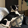 Rocket joined the competition — help win amazing prizes! dog, black_and_white, couch, pillow, indoor, pet, canine, relaxed, home, furniture, seated, looking_back, calendars, door, leash, backpack, blanket, decor, cozy, resting