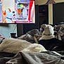 Rocket is registered to the contest to win money with this photo: dog, bed, blanket, tv, cartoon, living_room, couch, pet, white_dog, black_and_white_dog, collar, relaxing, indoor, furniture, american_flag, entertainment, watching_tv, cozy, resting, animal