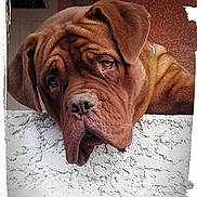 Igor a rejoint le concours — aidez-le/la à gagner de superbes lots !