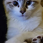 Appie participe au concours pour gagner de l'argent avec cette photo : kitten, cat, fur, whiskers, paws, ears, closeup, pet, animal, cute, relaxed, indoor, texture, soft, young, mammal, portrait, domestic_cat, feline, curious