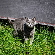 Orion a rejoint le concours — aidez-le/la à gagner de superbes lots ! alert, animal, background, cat, closeup, ears, feline, grass, gray_cat, greenery, mammal, nature, outdoor, pet, portrait, sunlight, tail, texture, whiskers, yellow_eyes