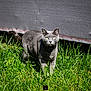 alert, animal, background, cat, closeup, ears, feline, grass, gray_cat, greenery, mammal, nature, outdoor, pet, portrait, sunlight, tail, texture, whiskers, yellow_eyes