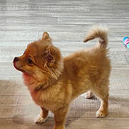 Aïko participe au concours pour gagner de l'argent avec cette photo : brown_fur, cute, dog, domestic_animal, ears, eyes, fluffy, fur, indoor, pet, playful, pomeranian, portrait, puppy, side_profile, small_dog, standing, tail, toy, wooden_floor